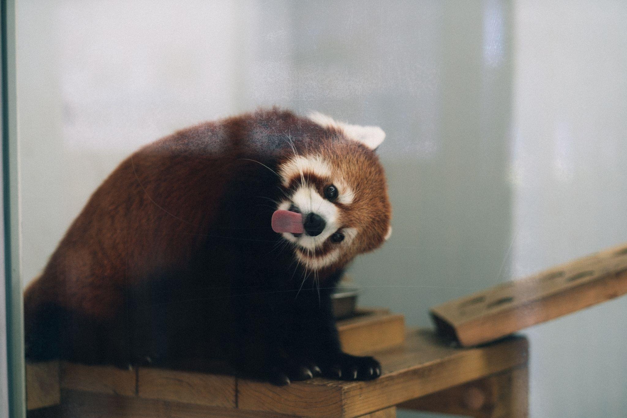 🐘 구마모토시 동식물원 이미지 3